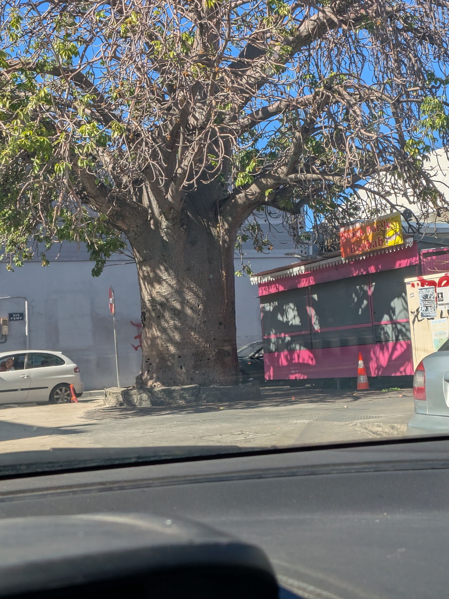 Baobab de Saint-Louis