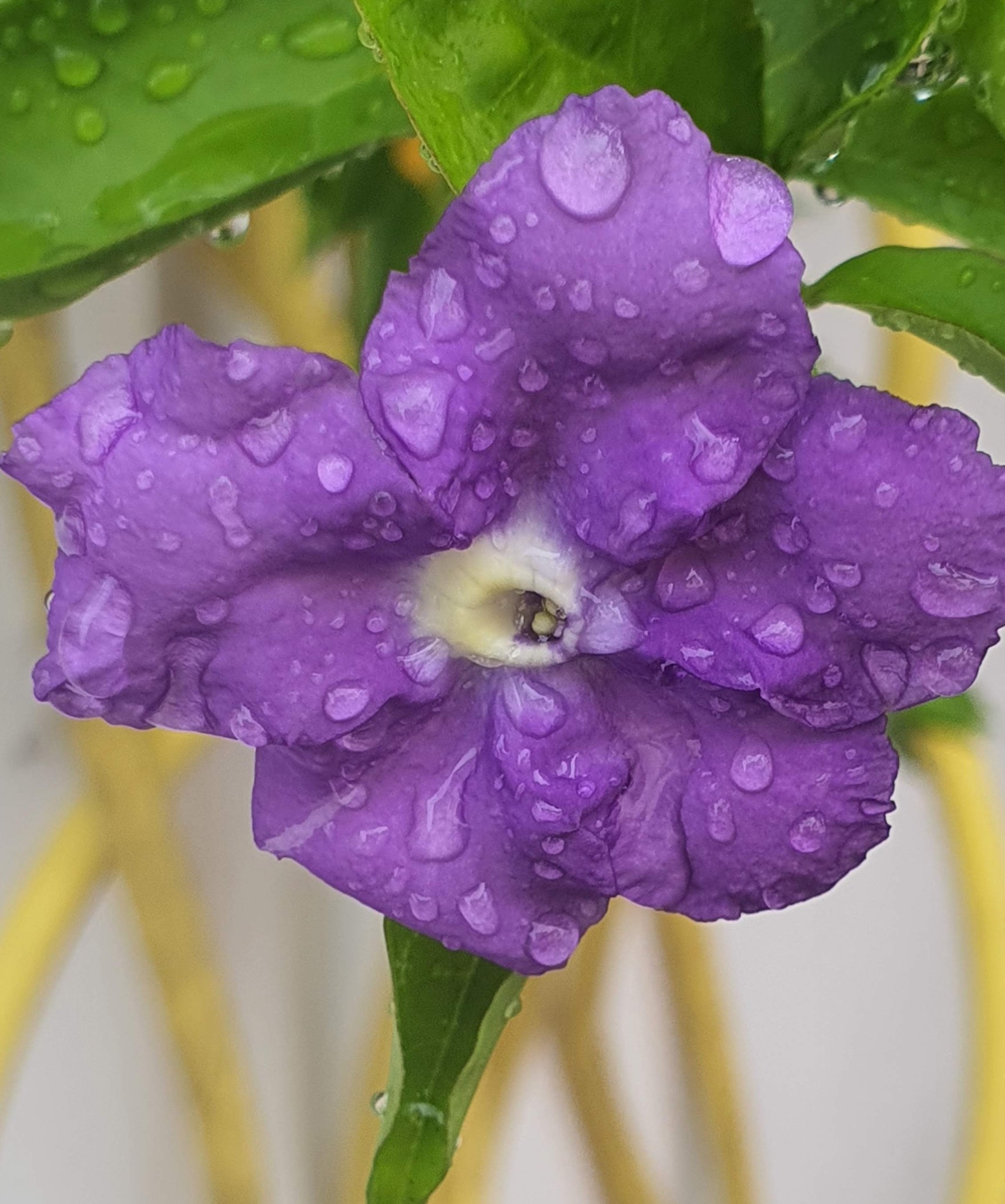 Fleur de Franciscea
