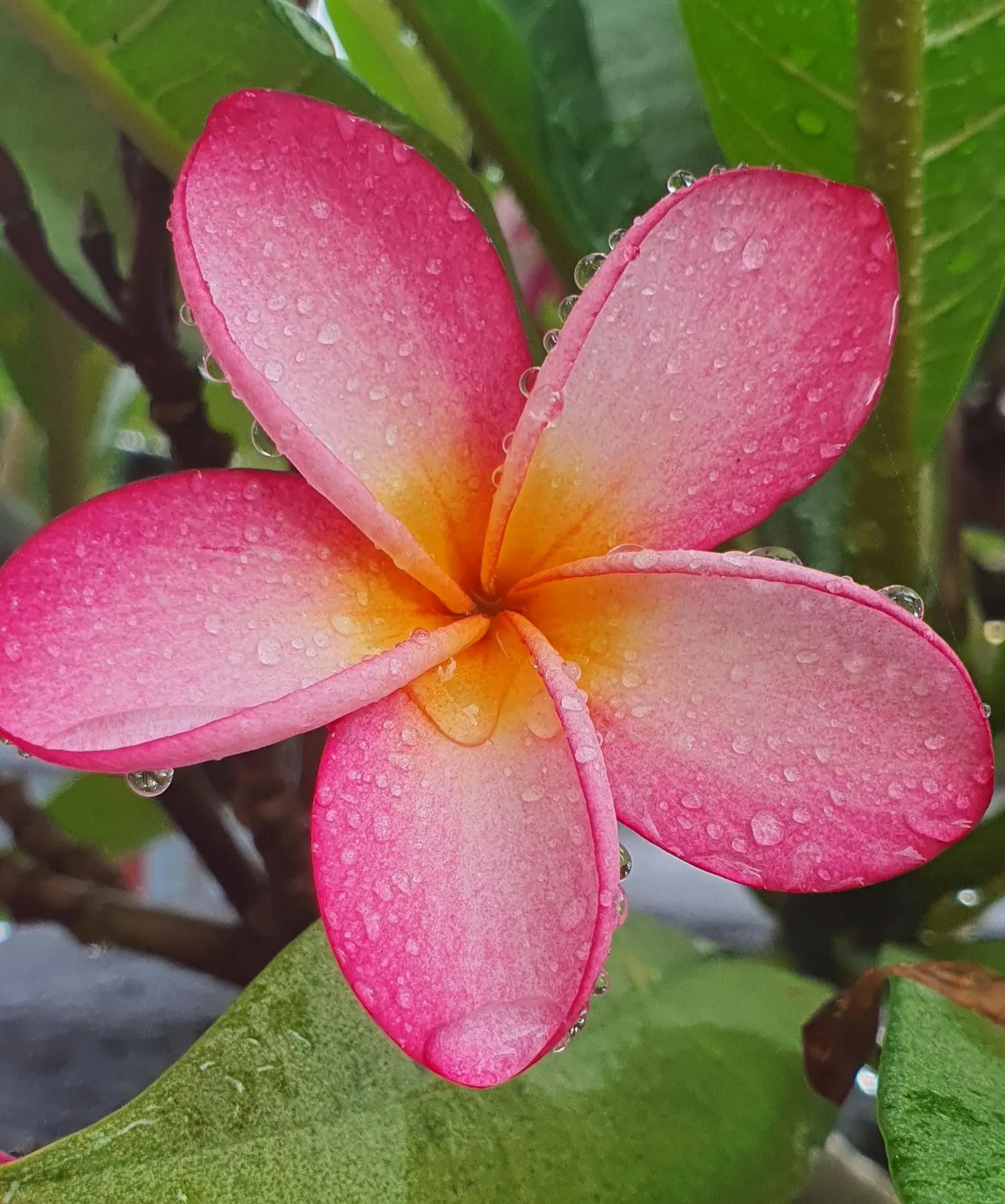 Fleur de frangipanier